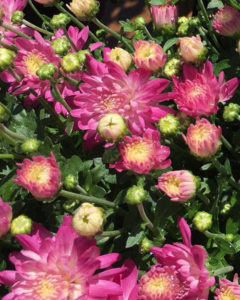 Mums-in-Bloom