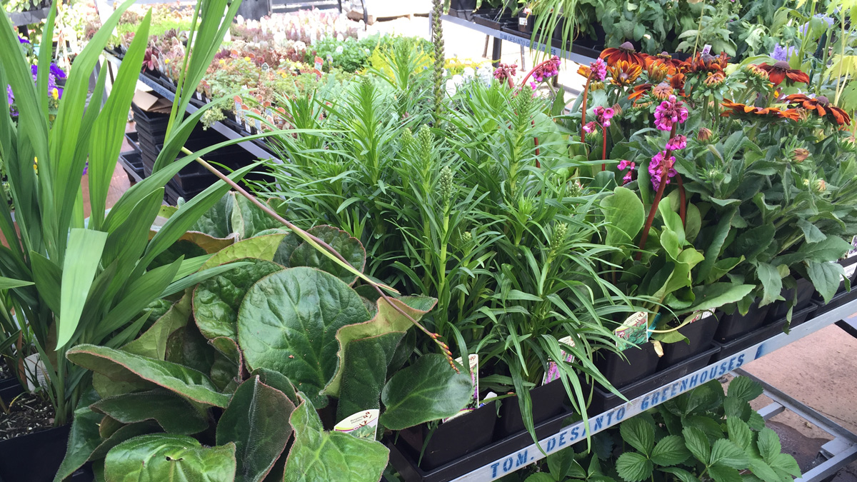 johnsonsgardencenterperennials Johnsons Home & Garden Center