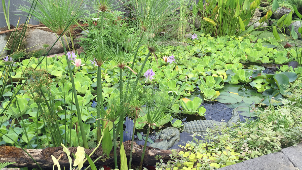 johnsons-garden-center-pond-supplies