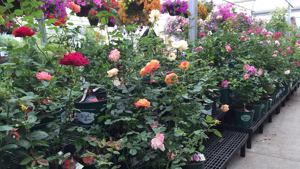 Johnsons Garden Center Roses Johnsons Home Garden Center