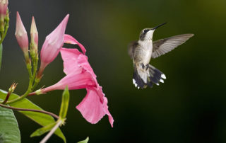 Plant Fuchsias to Attract-Hummingbirds