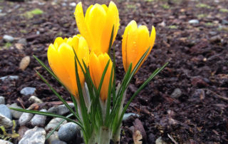 Johnsons Home & Garden - Crocus Blooming