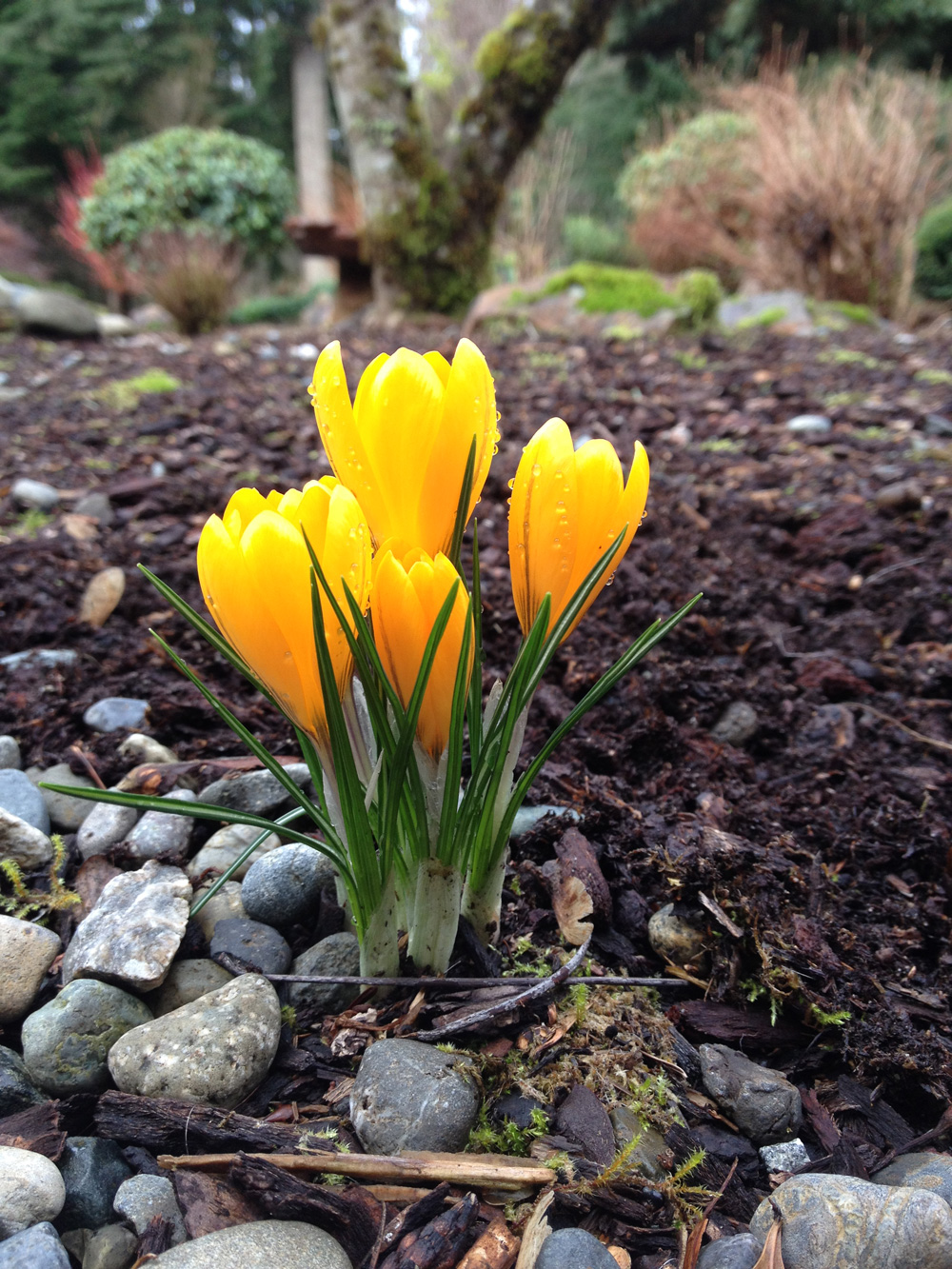 CrocusBlooming2 Johnsons Home & Garden Center