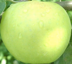 fruit-Apple-Chehalis