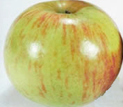 fruit-Apple-Gravenstein
