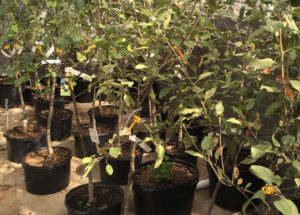 Plant fruit trees in Fall