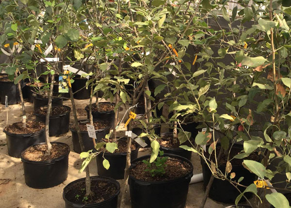 Johnsons Garden Center Fruit Trees Cp Johnsons Home Garden Center