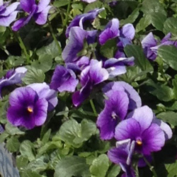 Annual Flowering Plants at Johnsons Home & Garden