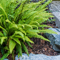 fern varieties at Johnsons Home & Garden