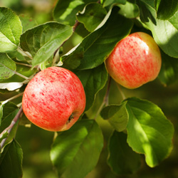 Fruiting Plants at Johnsons Home & Garden