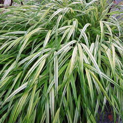 Grass Landscaping Plants at Johnsons Home & Garden