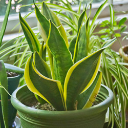 House plants at Johnsons Home & Garden