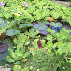 Water Plants at Johnsons Home & Garden