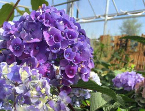 Introduction to Hydrangeas – Blooms, Blooms and more Blooms