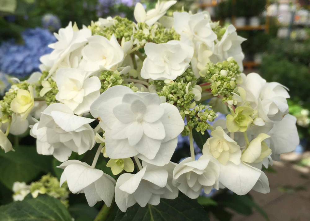 Hydrangeaweddinggowncp Johnsons Home & Garden Center