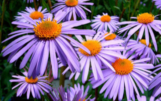 Aster Blooming at Johnsons Home & Garden