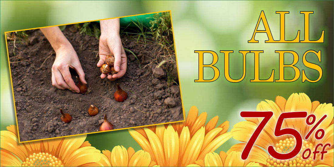 jhg-BulbsSale-75percentoff 75% off all bulbs in Garden Center at Johnsons Home & Garden