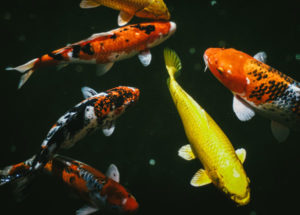 Koi Fish in backyard Pond