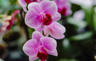 Reblooming Orchids