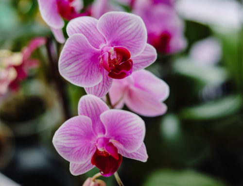 Reblooming Orchids