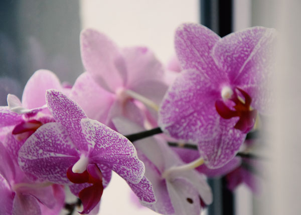 Orchid Rebloom