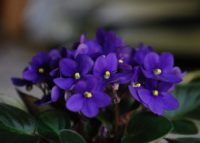 African Violet