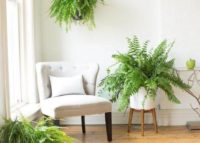 Boston Ferns in living room