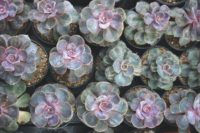 Echeverias Flowering Plant