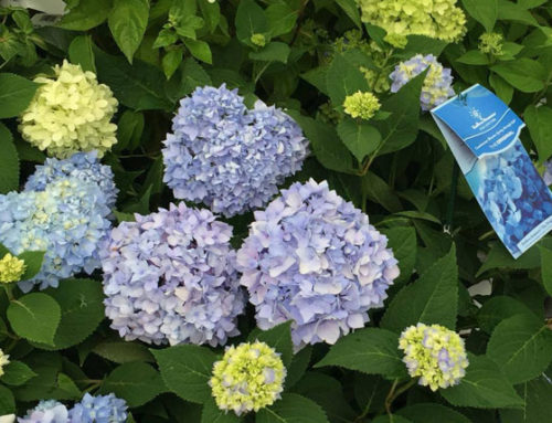 Find Your Perfect Hydrangea