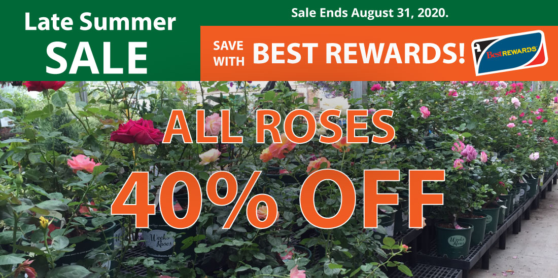 jhg-sale-roses-40percent-off 40% off all roses - sale ends August 31, 2020