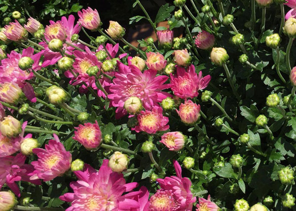 Mums in bloom