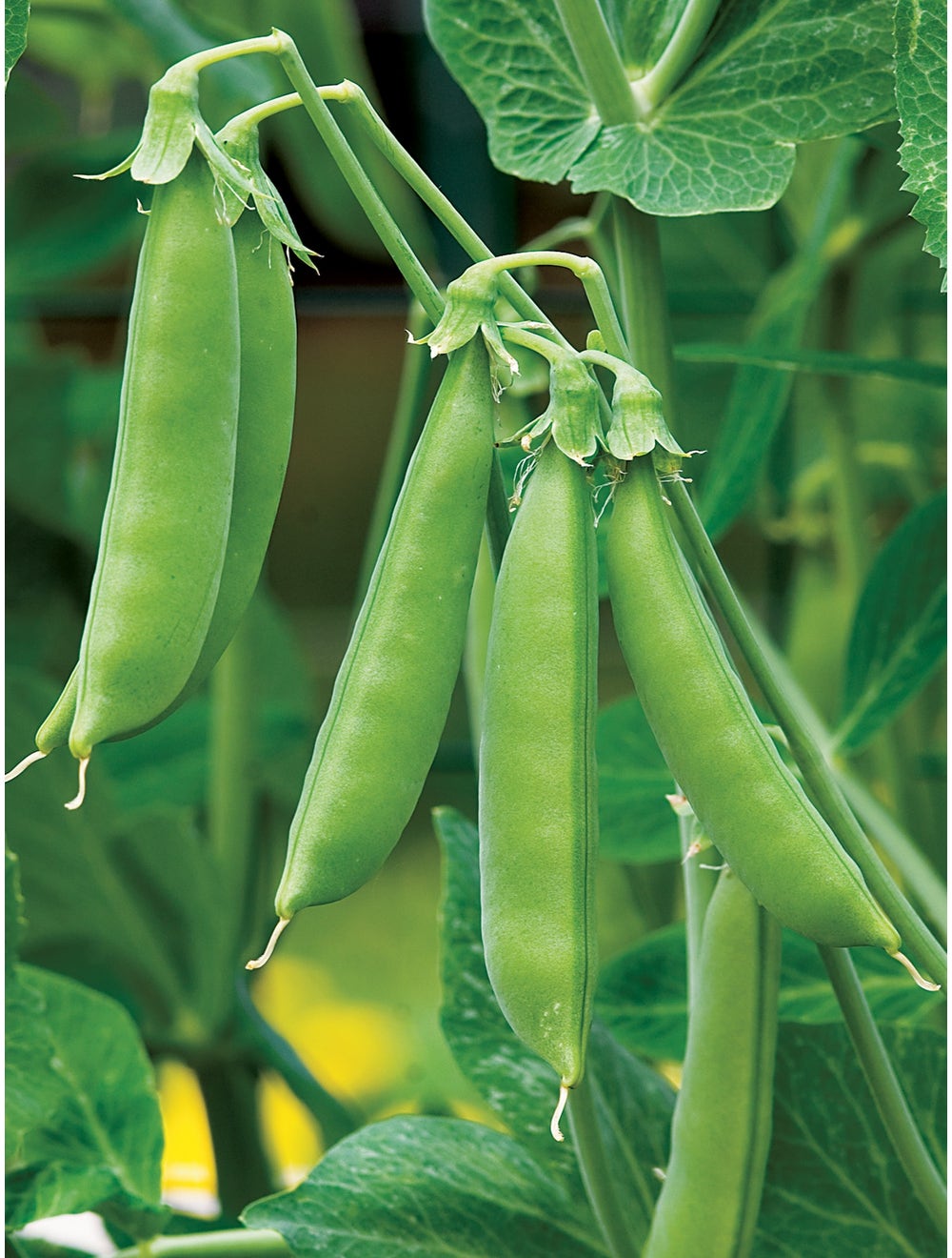 Burpee Sugar Snap Peas