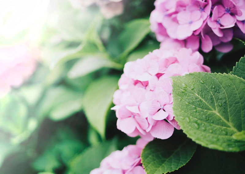 Pink Hydranga at Johnsons Home & Garden