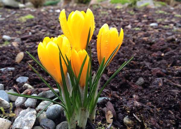 Johnsons Home & Garden - Crocus Blooming