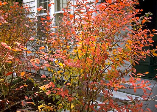 Blueberries for spring planting