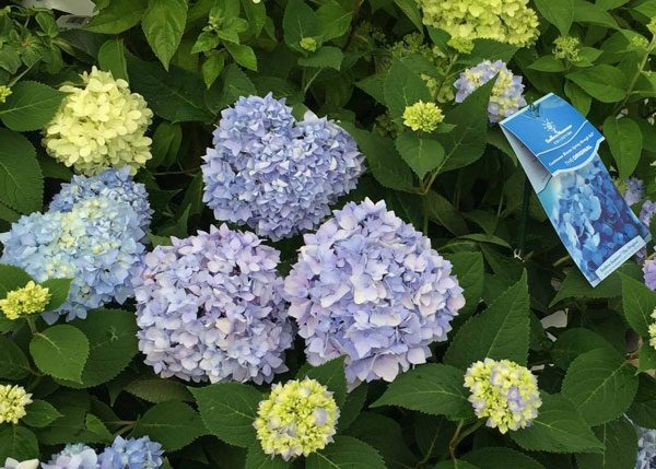 Hydranga at Johnsons Home & Garden