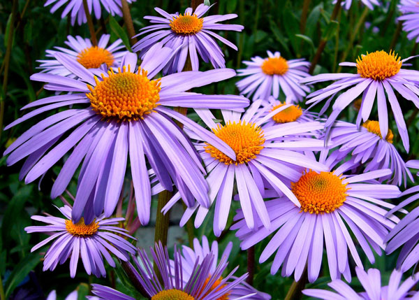 Aster Blooming at Johnsons Home & Garden