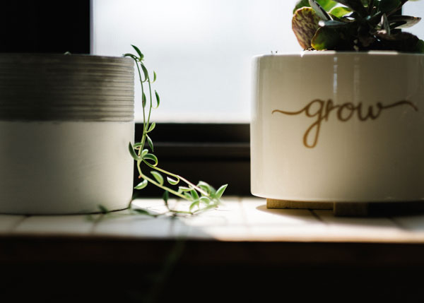 plants have a calming effect