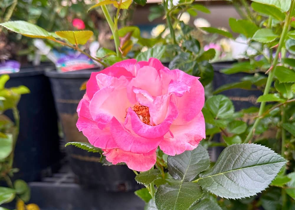 Beautiful roses in bloom at Johnsons Home & Garden Green House